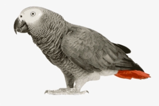 African Grey Parrot Clipart Transparent - Transparent African Grey Parrot #8008908