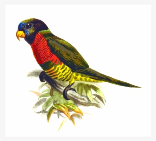 Parrot Clipart Nuri - Pixabay Parrot Vector #8009106