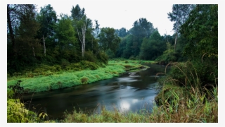 British Columbia Forest River #8009139
