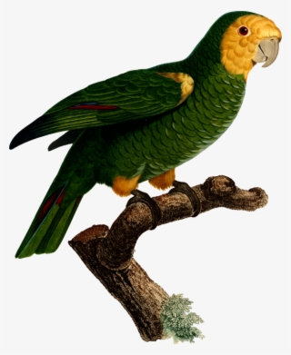 All Photo Png Clipart - Parrot #8009264