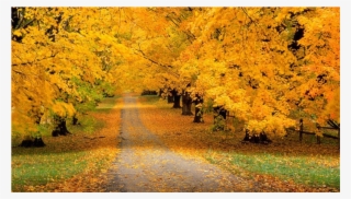 Score 50% - Song Of Autumn By Charles Baudelaire Message #8009915