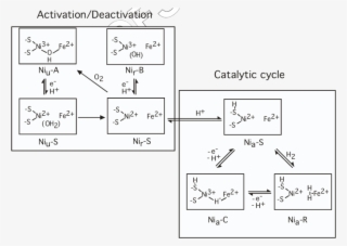 Proposed Enzymatic Mechanism Of [nife]-h 2 Ases - Diagram #8010196