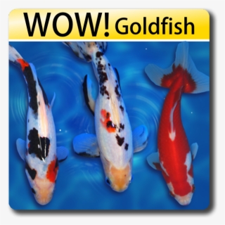 Wow Fish Koi For Sale Goldfish For Sale - Goldfish Looks Like Koi #8014212
