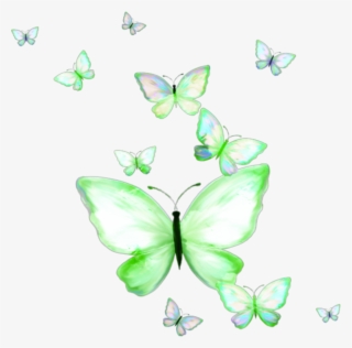Butterfly Png Transparent Butterfly Png Image Free Download Page 18 Pngkey - 3d star butterfly roblox pants free transparent png symmetry