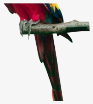 Pet Animals Png #8014707