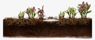 Growth Of Garden Orchid - Cypripedium Roots #8015123