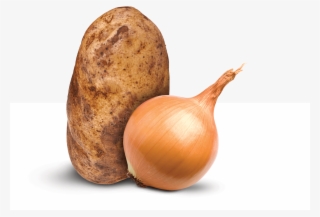 Engineering-first Approach - Shallot #8015411