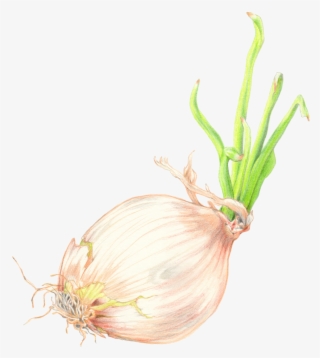 1200 X 1200 1 - Red Onion #8015592