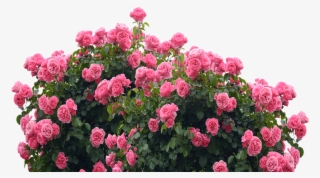 Garden Png - Rose #8015910