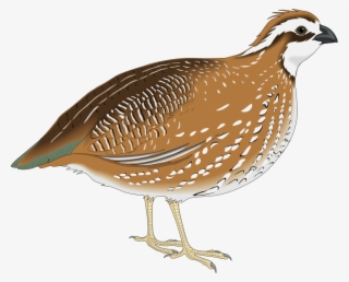 Kaadai Bird Png - Quail Png #8016495