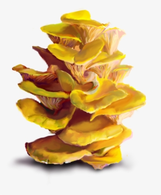 Bonus Topics - Yellow Oyster Mushroom Png #8017012