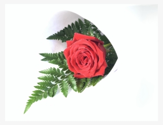 Single Long Stem Red Rose - Garden Roses #8017015