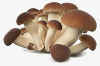 Black Poplar Mushroom - Pleurotus Eryngii #8017055