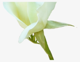 White Rose Clipart Valentine Single Rose - Crenate Orchid Cactus #8017291