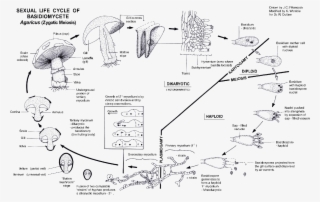 Mushroom Hunting, Biology, Stuffed Mushrooms, Bugs, - Diagram #8017858