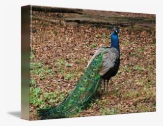 Peafowl #8023436