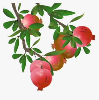 Banner Black And White Lingonberry Apple Transprent - Pomegranate Tree Png #8023616