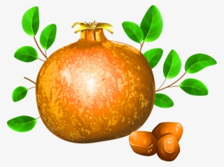 Pomegranate Fruit Drawing Illustration - Nar Yaprağı Çizim #8023825