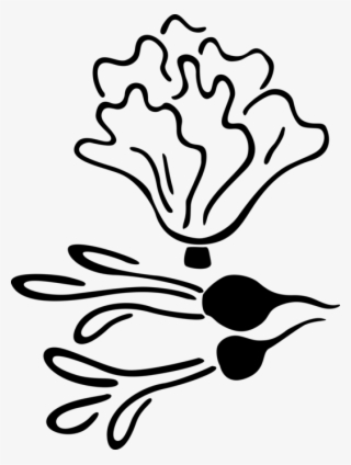 Vector Illustration Of Crisp, Pungent Edible Root Vegetable #8028268 Vector Illustration Of Crisp, Pungent Edible Root Vegetable #8028268