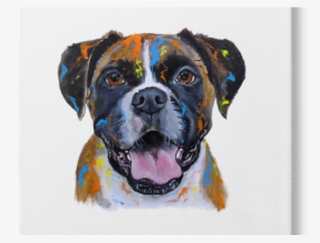 Boxer #8032665