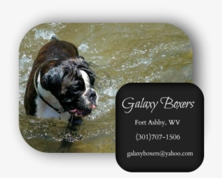 Boxer Puppies For Sale In Pa - Olde English Bulldogge #8032917