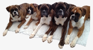 We Hope You Enjoy Our Web-site - Boxer #8033214