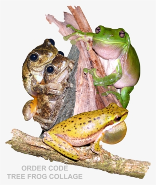 Tree Frog Collage With Grey Text - Eastern Spadefoot #8033623