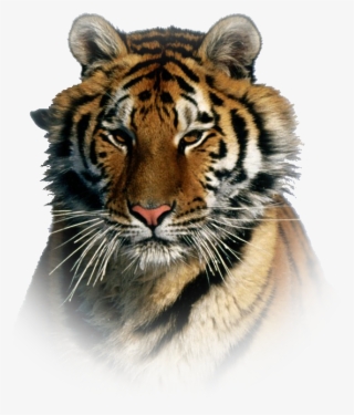Tiger Png Effect - Most Beautiful Tiger In The World #8033702