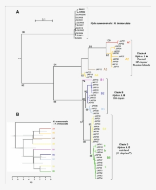 A Maximum Likelihood Mitochondrial Phylogeny Of Eastern - Diagram #8034082