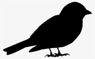 Eurasian Tree Sparrow - Shape Of Sparrow #8035211