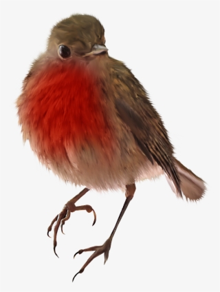 Sparrow Png Image & Sparrow Clipart - Bird #8035540