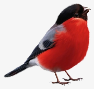 Cartoon Sparrow Vector - Bullfinch Png #8035695