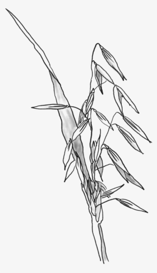 Drawn Wheat Oats - Oats Drawing Transparent #8035737
