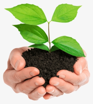 Stock Photo Hands Holding Green Plant Isolated - Hands Holding Plant #8036706