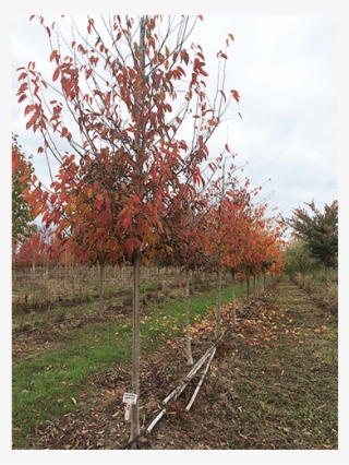 Deciduous Trees - River Birch #8037582