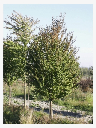 Deciduous Trees - Mexican Pinyon #8037695