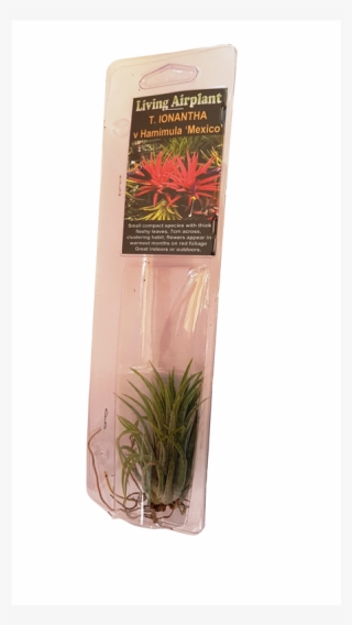 50mm Air Plant - Hierochloe #8039456