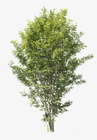 Sorbus Aucuparia - Cutout Trees - Apple Tree Without Apple #8039698
