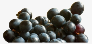 Seedless Fruit #8040306