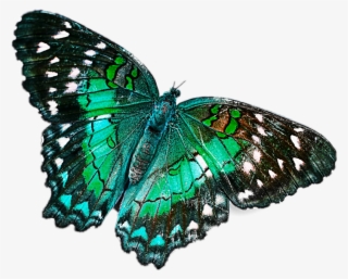 Green Sticker - Net-winged Insects #8041048