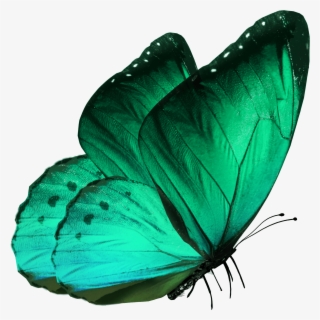 Transparent-butterfly - Borboleta Azul Png #8041212