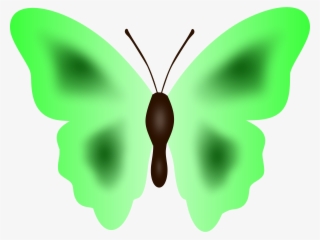 Big Image - Butterfly #8041469