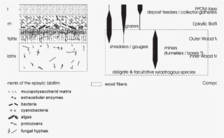Utilization Of Wood And Its Associated Nutrient Resources - Diagram #8041505