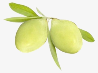 Kakadu Plum Png #8042048 Kakadu Plum Png #8042048