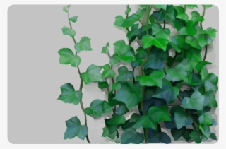 Creeper Plant Painting #8042924