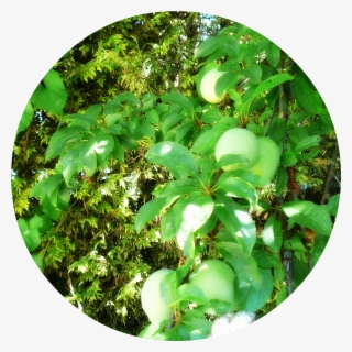 But It Has Reached It's Long Arms Across The Wall And - Tree #8043278