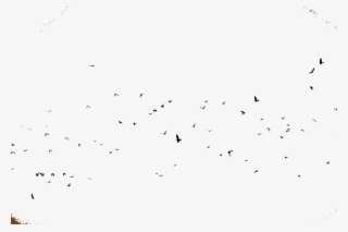 Pájaros Sticker - Flock #8043423