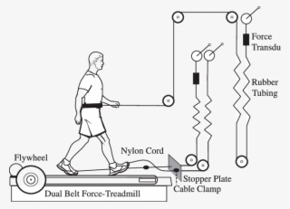 Subjects Walked On A Dual Belt Force Treadmill With - Diagram #8043824