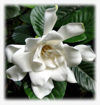 Gardenia Snow Princess - Gardenia #8044082