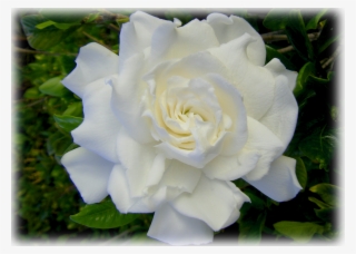 Gardenia August Beauty - Garden Roses #8044315